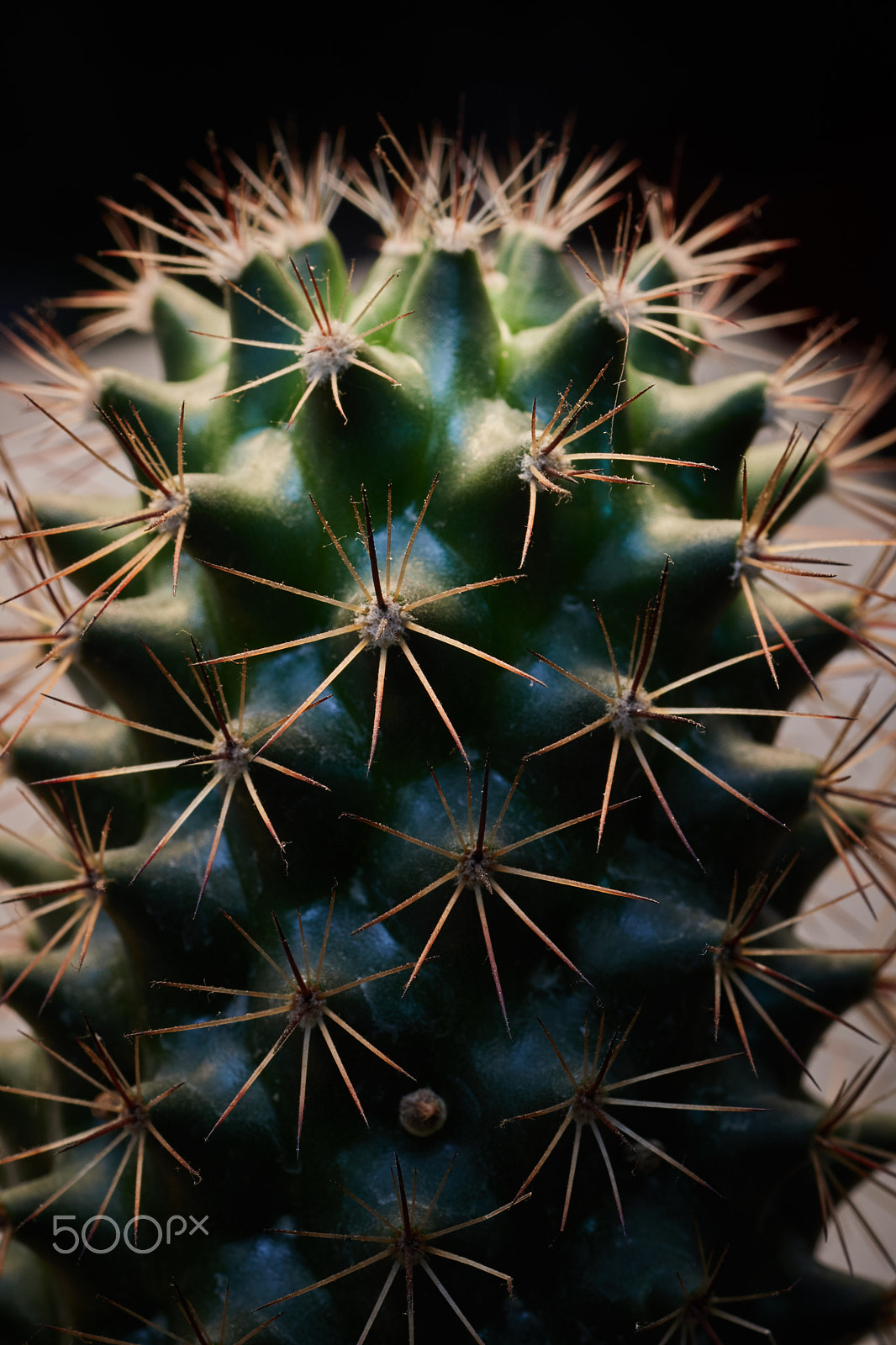 Canon EF 50mm F2.5 Macro sample photo. Img_my cactus photography