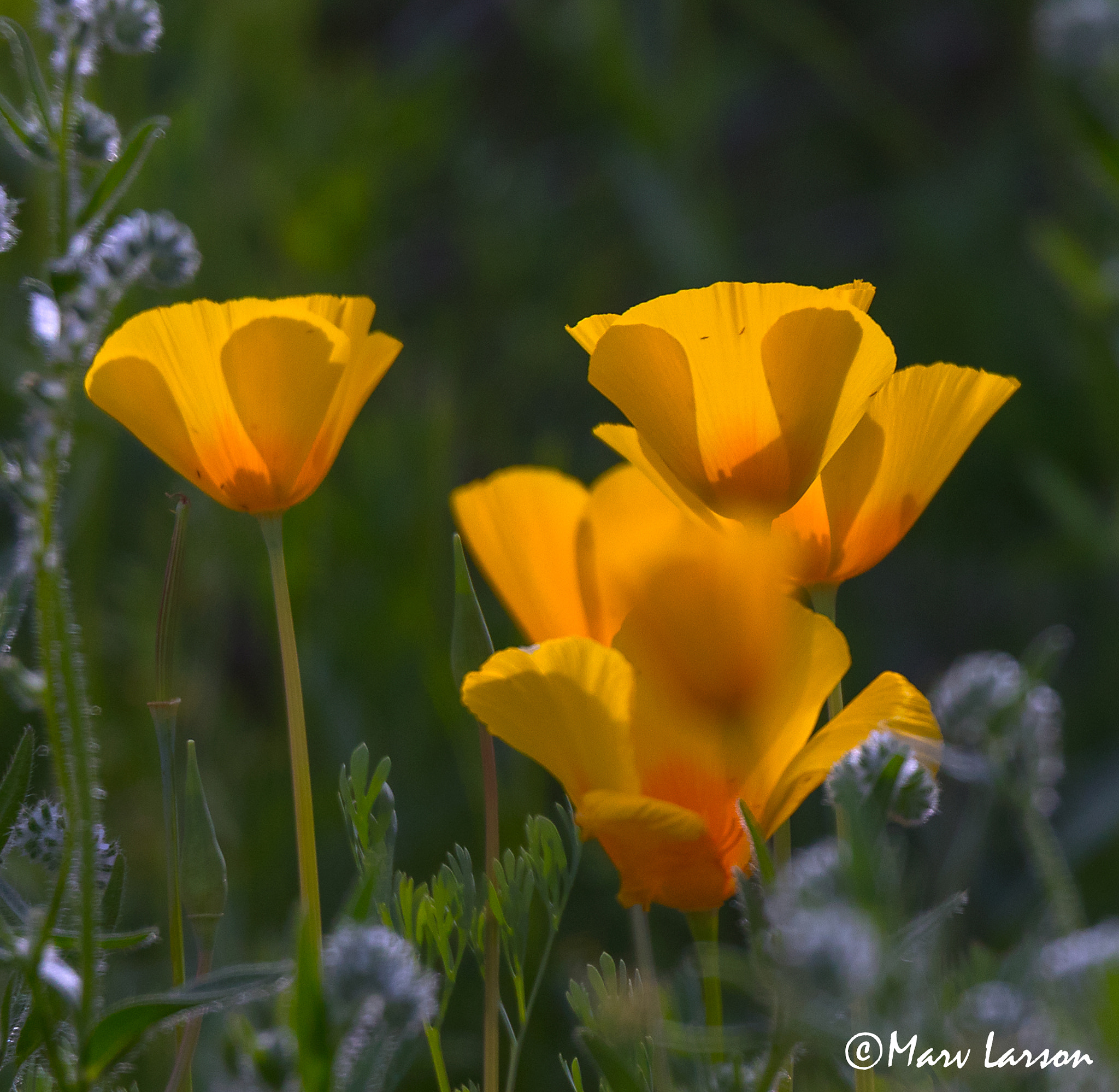 Tamron SP 150-600mm F5-6.3 Di VC USD sample photo. Spring comes early in southern arizona photography