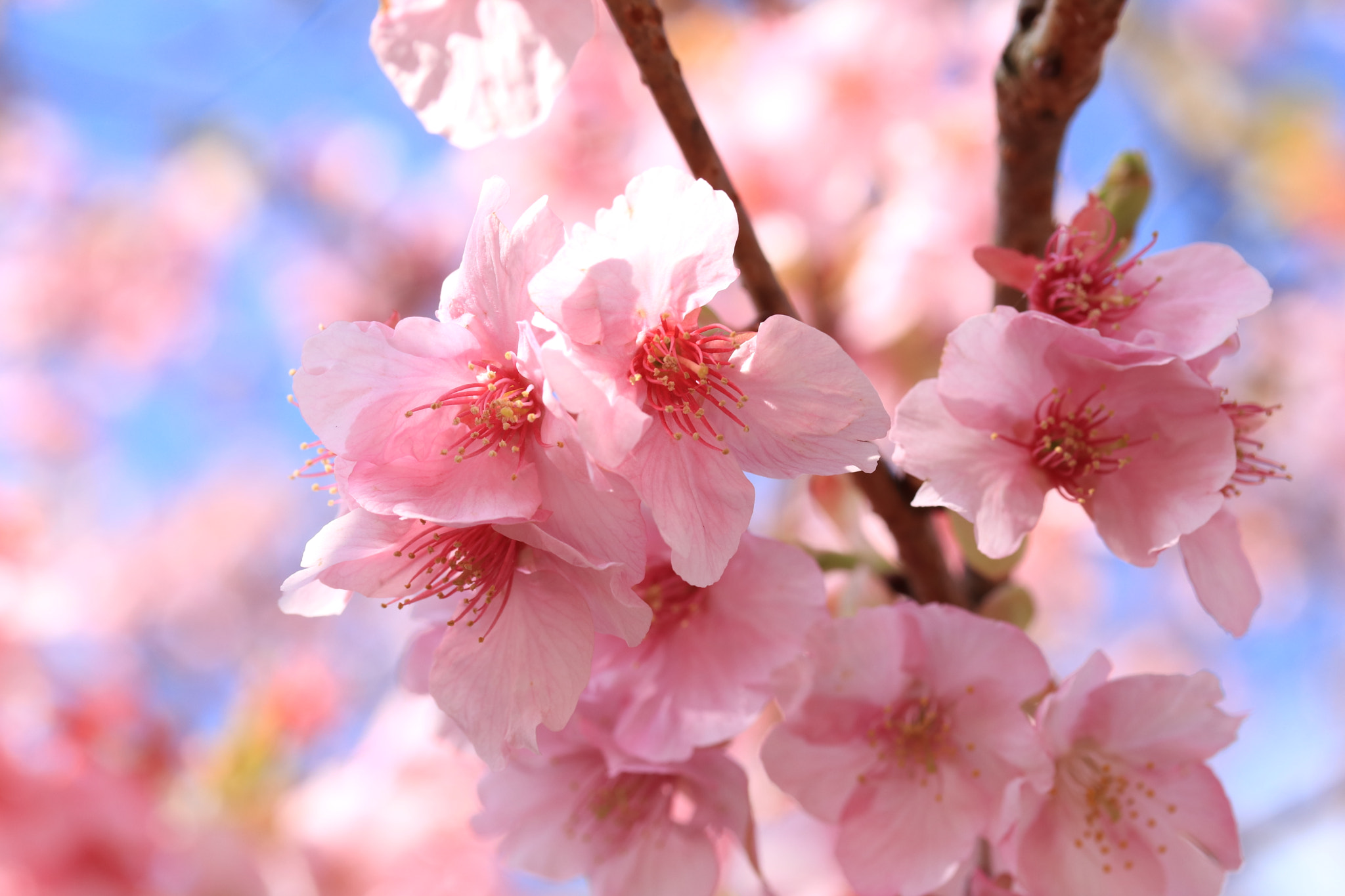 Canon EF-S 60mm F2.8 Macro USM sample photo