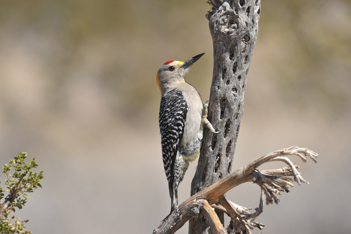 Nikon D700 sample photo. Golden fronted woodpecker photography