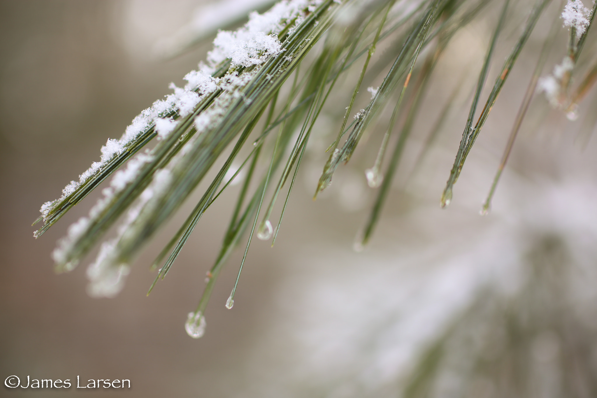 Canon EOS 6D + Tamron SP 45mm F1.8 Di VC USD sample photo. Frost drops & snow on pine needles photography