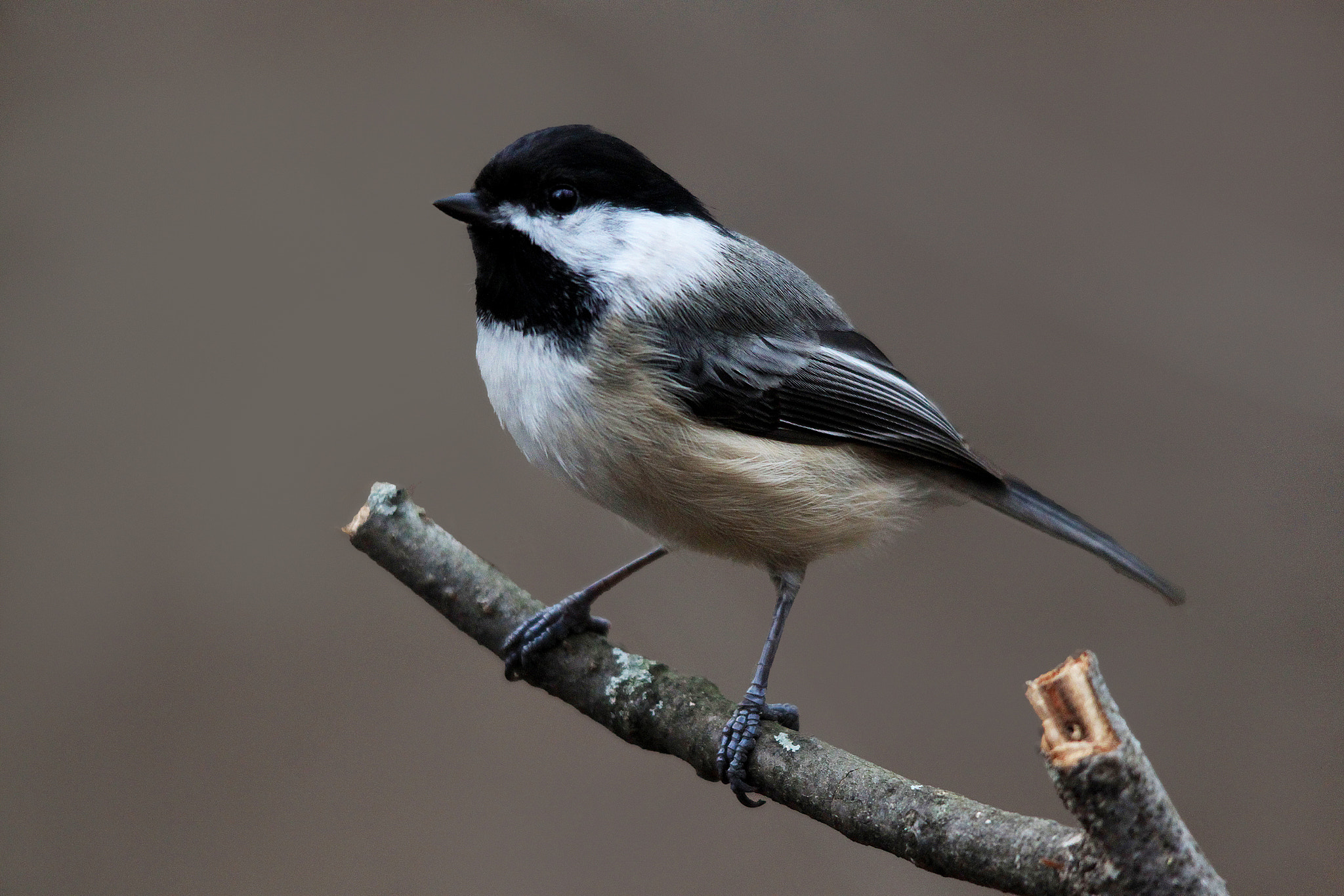 Canon EOS 500D (EOS Rebel T1i / EOS Kiss X3) sample photo. Chickadee on branch photography