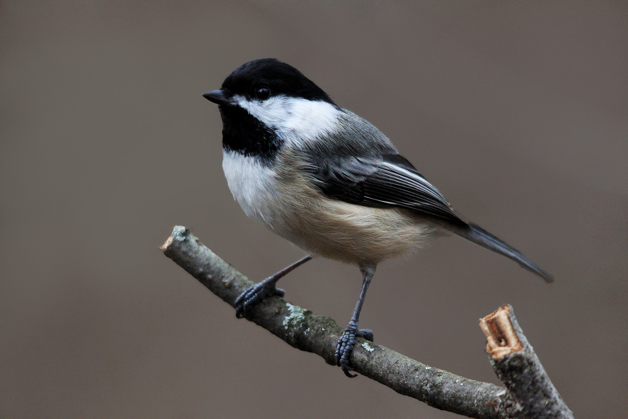 Sigma 150-500mm F5-6.3 DG OS HSM sample photo. Chickadee on branch photography