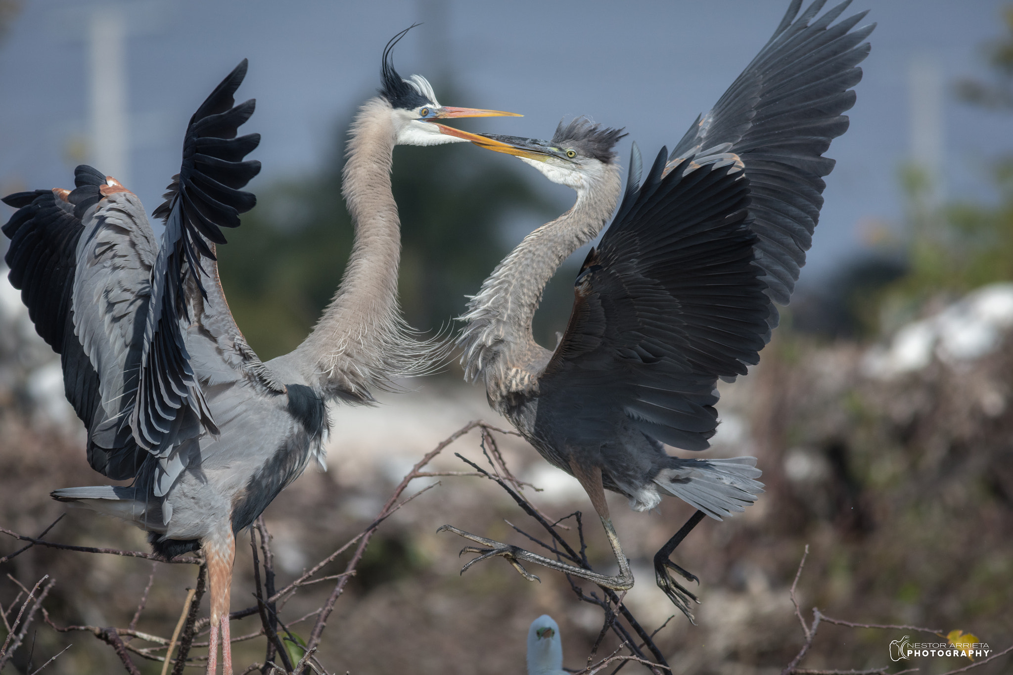 Canon EF 400mm F5.6L USM sample photo. Love birds photography