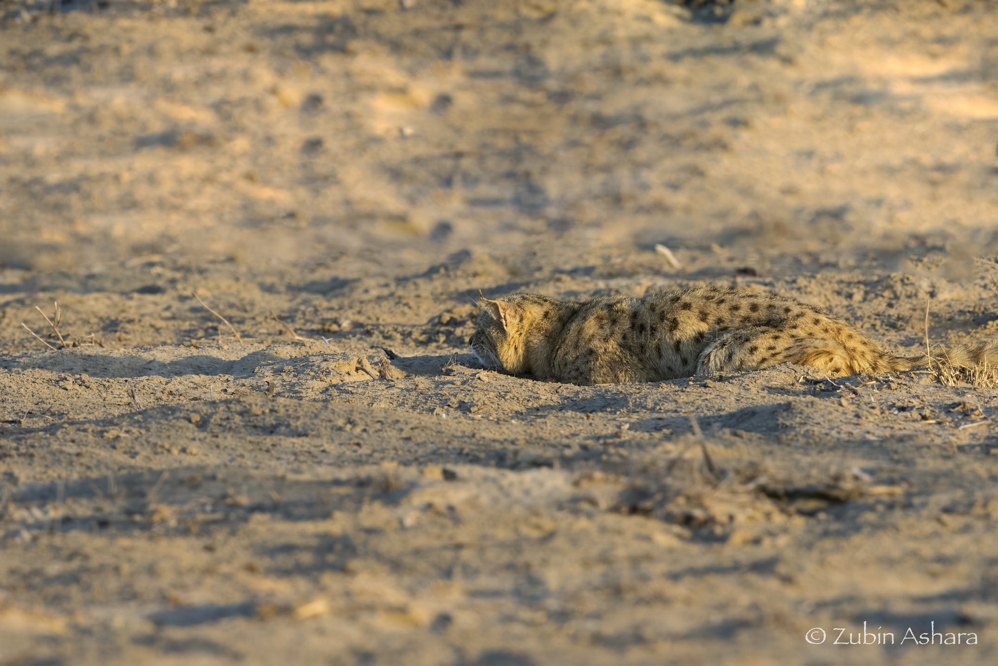 Canon EF 600mm F4L IS II USM sample photo. “hunting mode”  photography