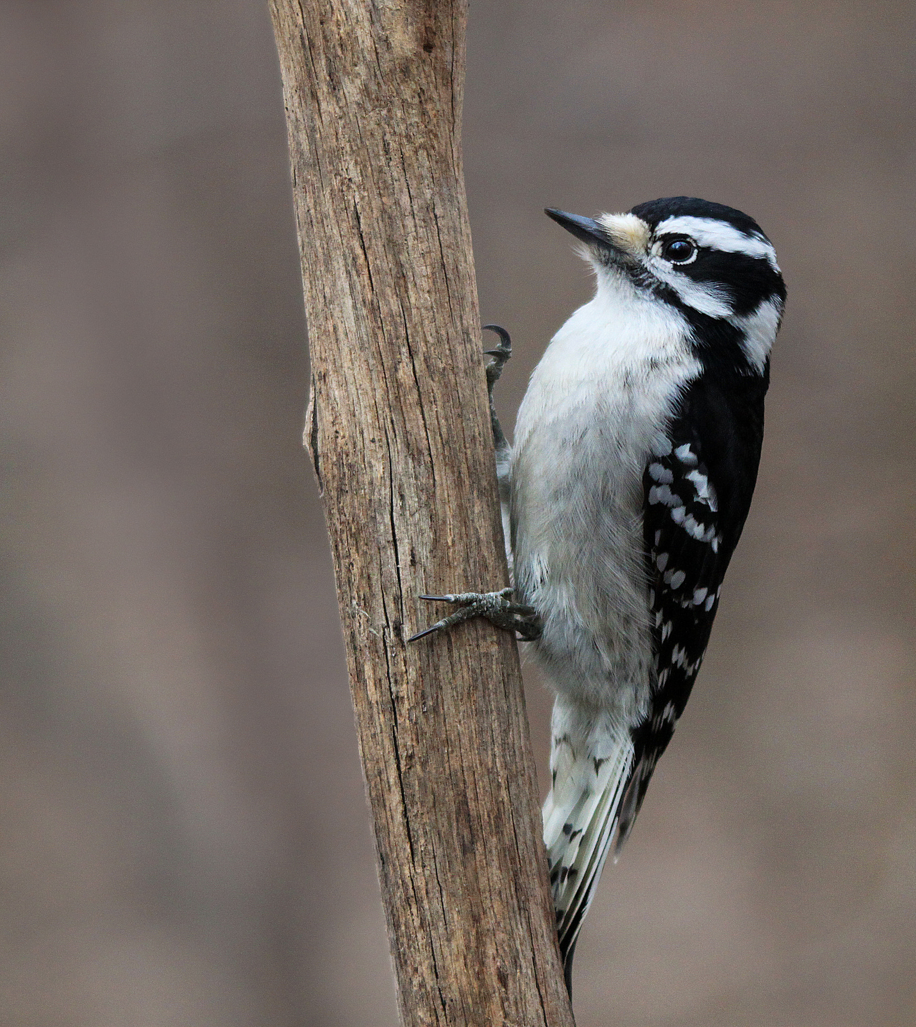 Canon EOS 500D (EOS Rebel T1i / EOS Kiss X3) sample photo. Downy woodpecker photography