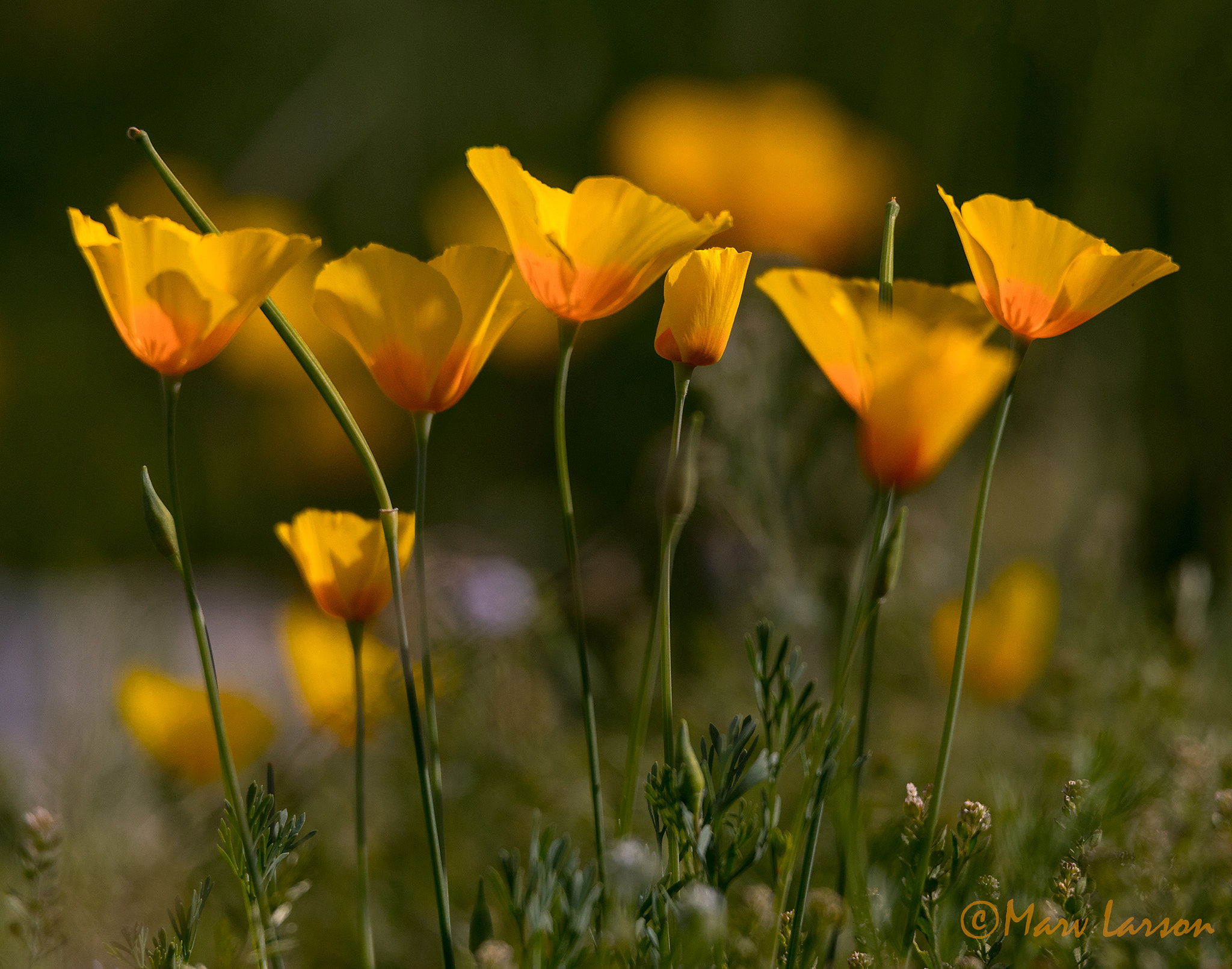 Tamron SP 150-600mm F5-6.3 Di VC USD sample photo