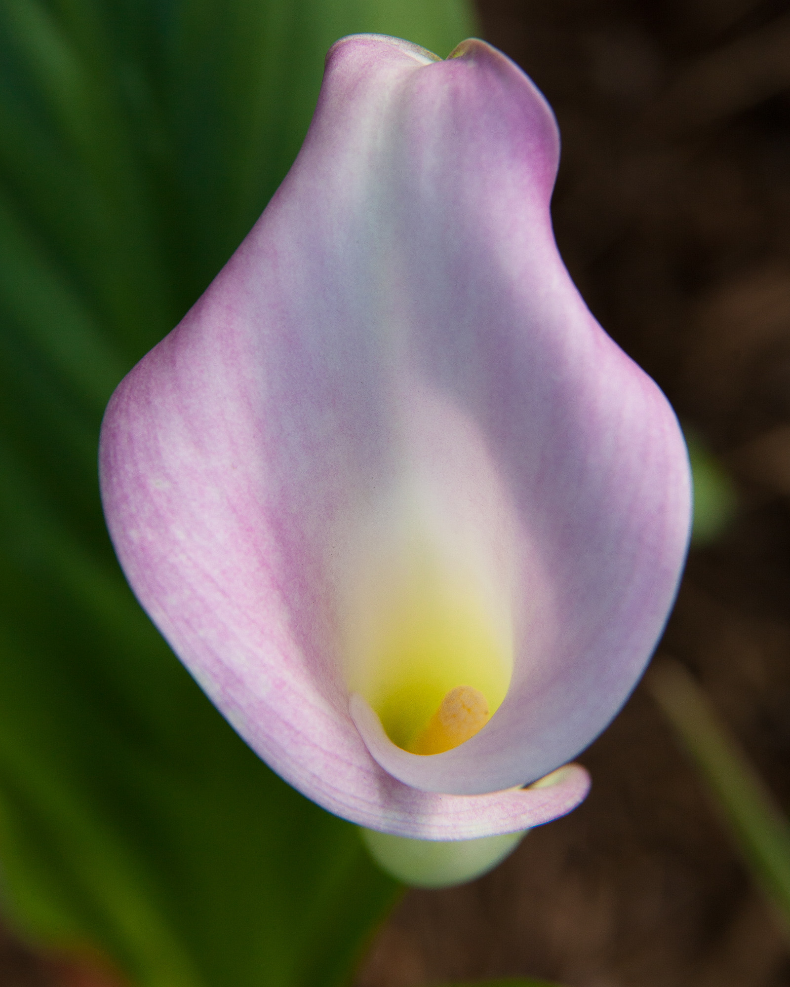 Canon EOS 5D Mark II + Canon EF 28-135mm F3.5-5.6 IS USM sample photo. Calla lily photography