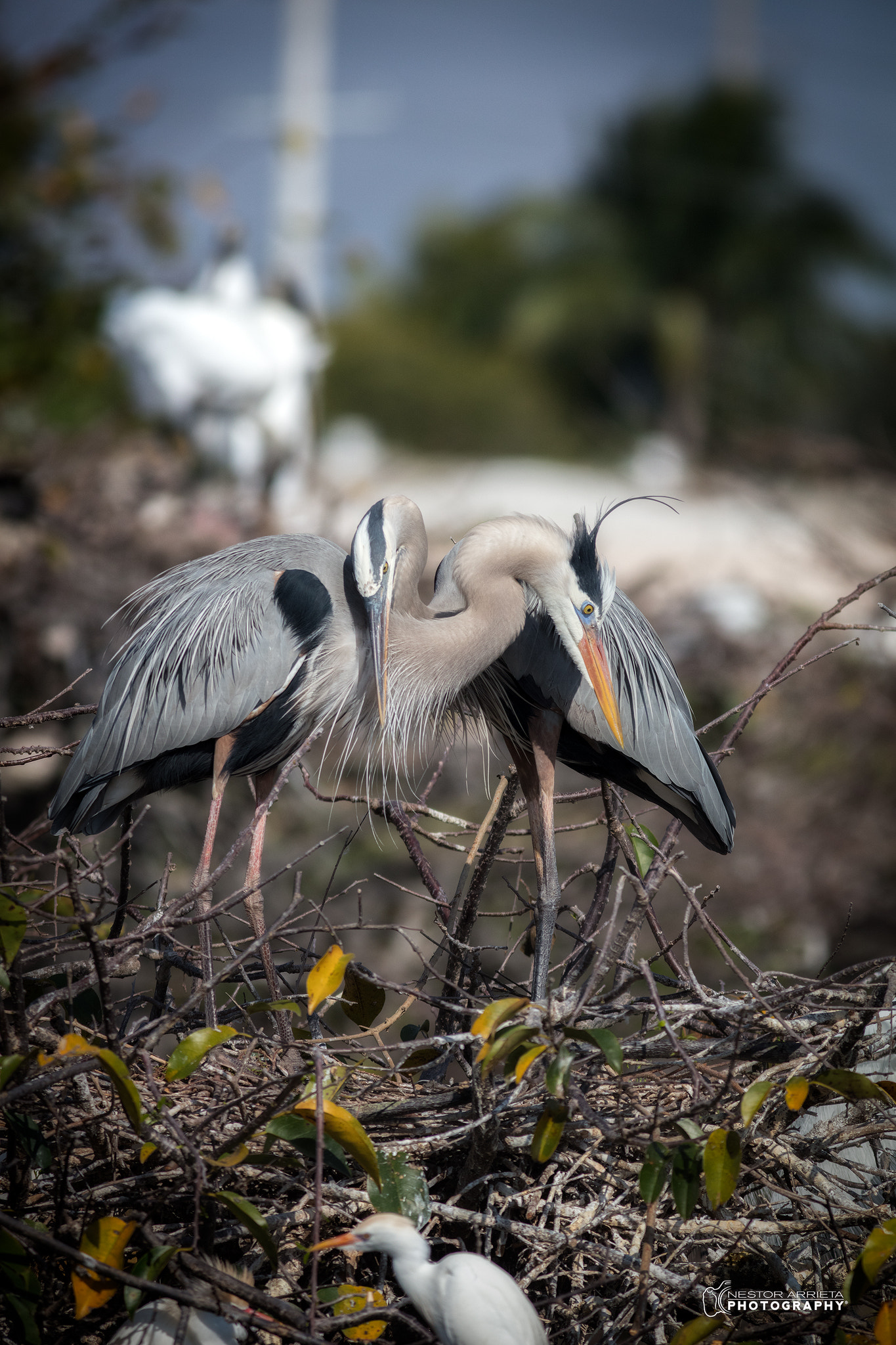 Canon EF 400mm F5.6L USM sample photo. Embrace photography