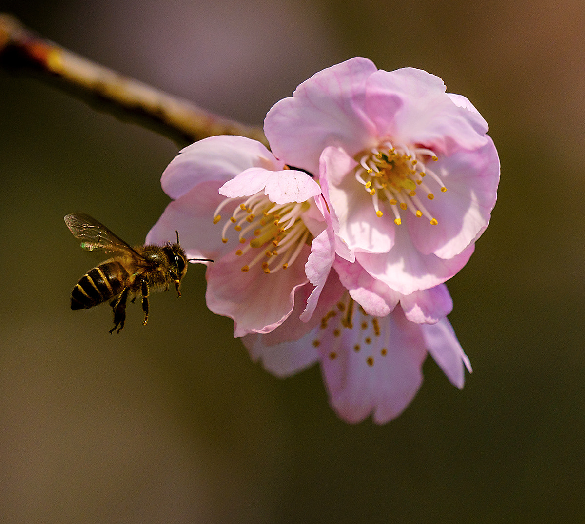 Sony FE 70-300mm F4.5-5.6 G OSS sample photo. Cherry blossom and bee photography