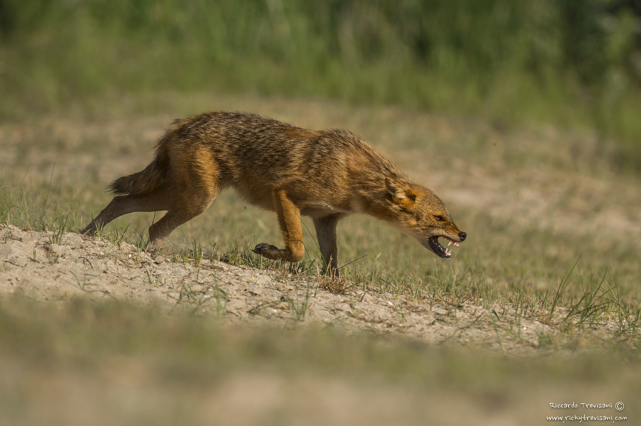 Nikon AF-S Nikkor 300mm F2.8G ED VR II sample photo. Angry golden jackal photography