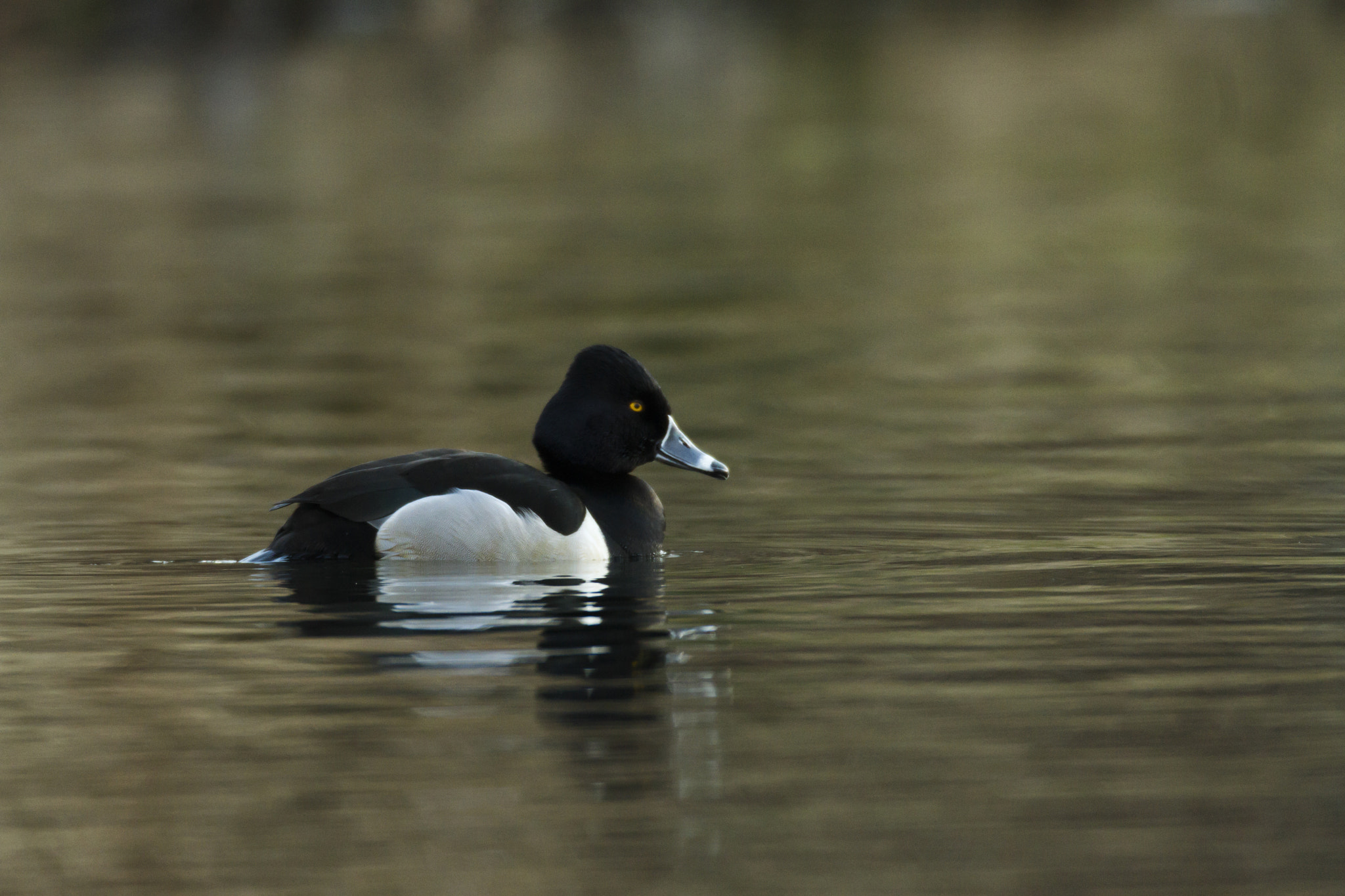 Canon EF 600mm f/4L IS + 2x sample photo. Wildlife photography vlogging photography