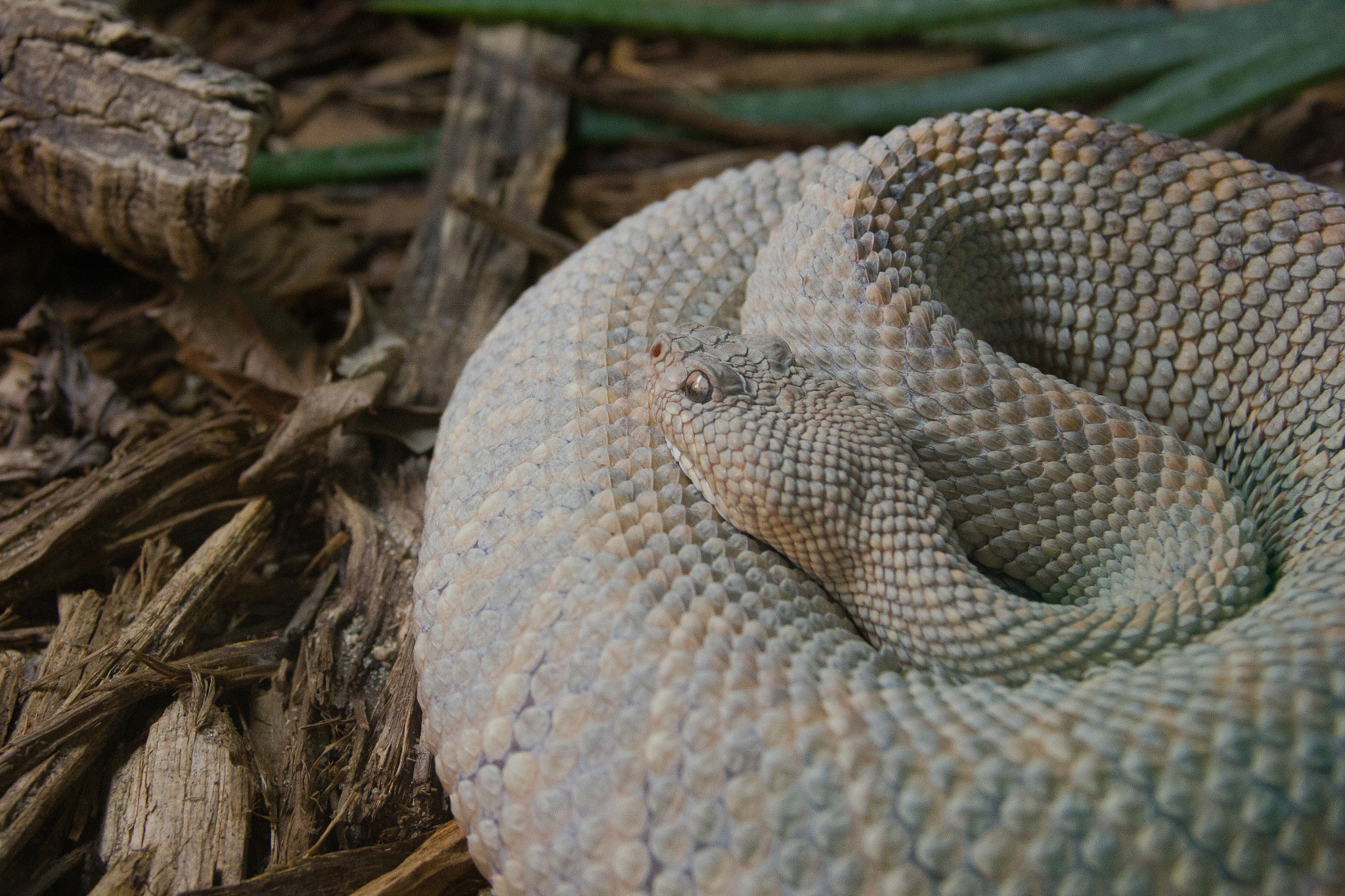Canon EOS 550D (EOS Rebel T2i / EOS Kiss X4) sample photo. S for snake photography
