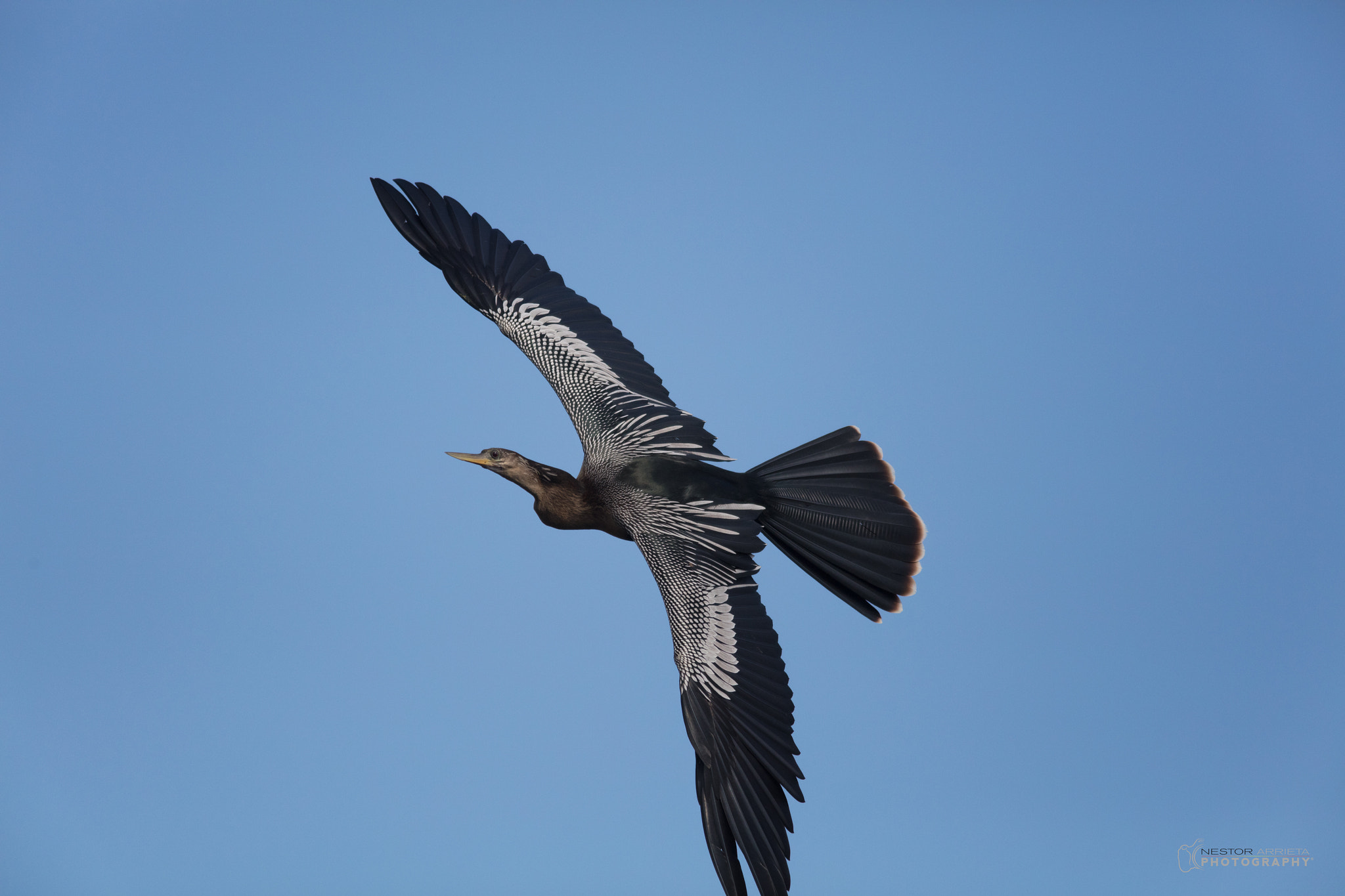 Canon EOS 5DS R + Canon EF 400mm F5.6L USM sample photo. Anhinga photography