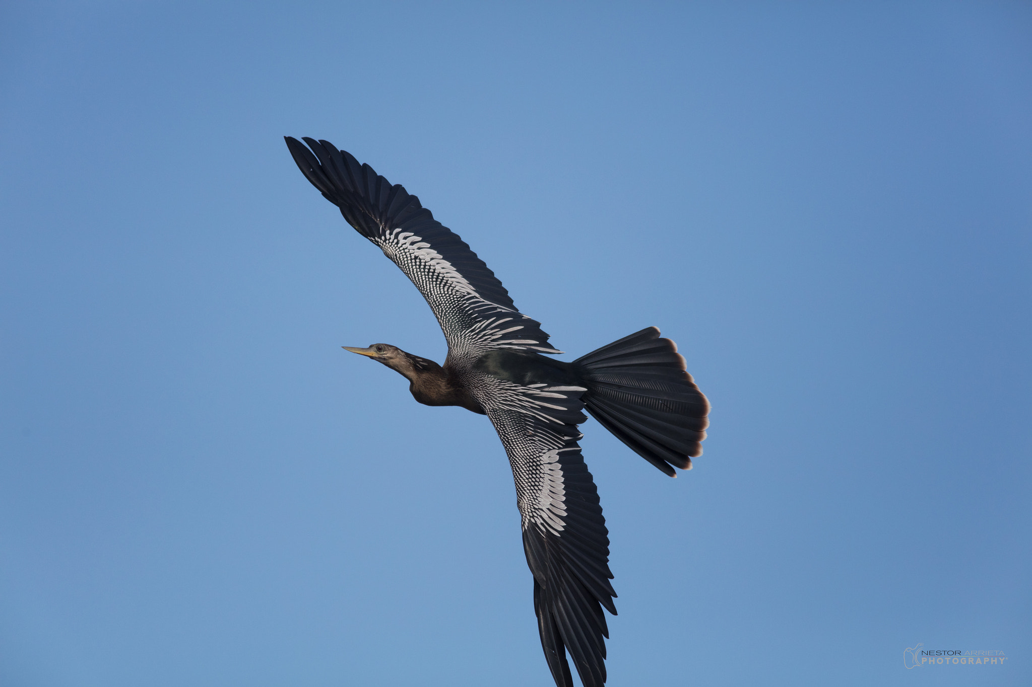 Canon EOS 5DS R sample photo. Anhinga photography