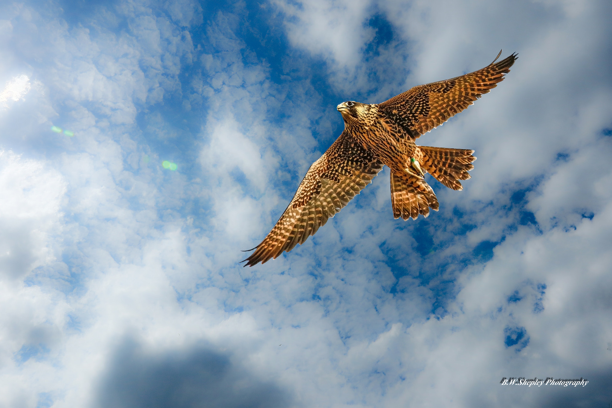 Juvenile Peregrine Falcon By Bert Shepley 500px