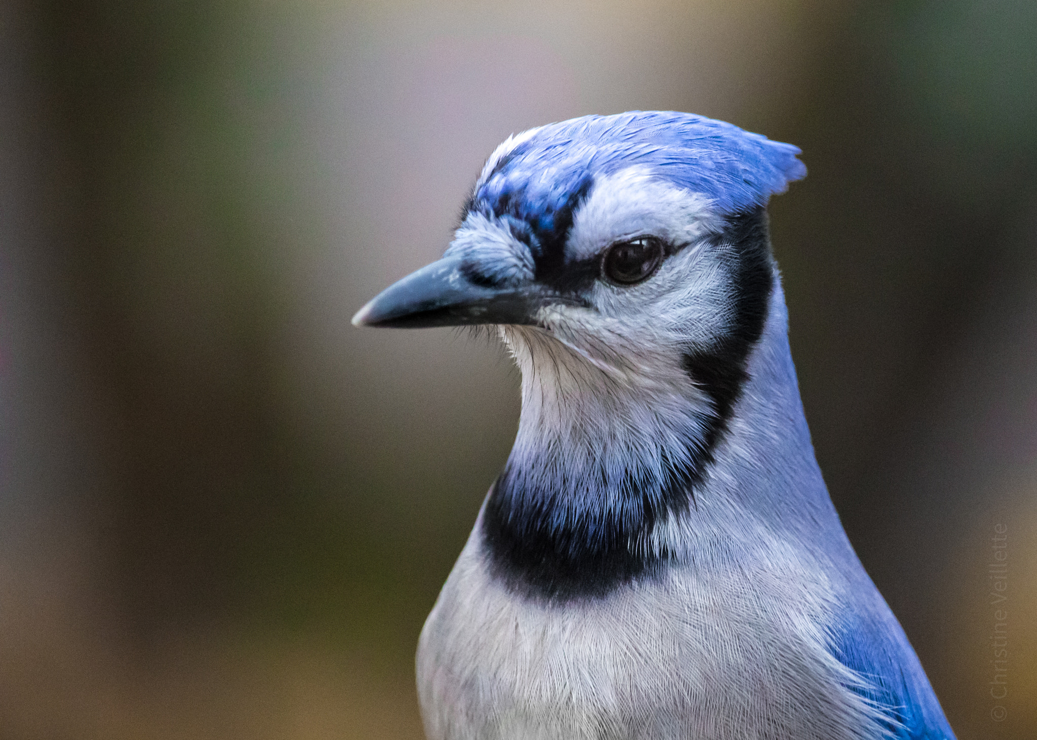 Canon EF-S 55-250mm F4-5.6 IS STM sample photo. Blue jay portrait photography