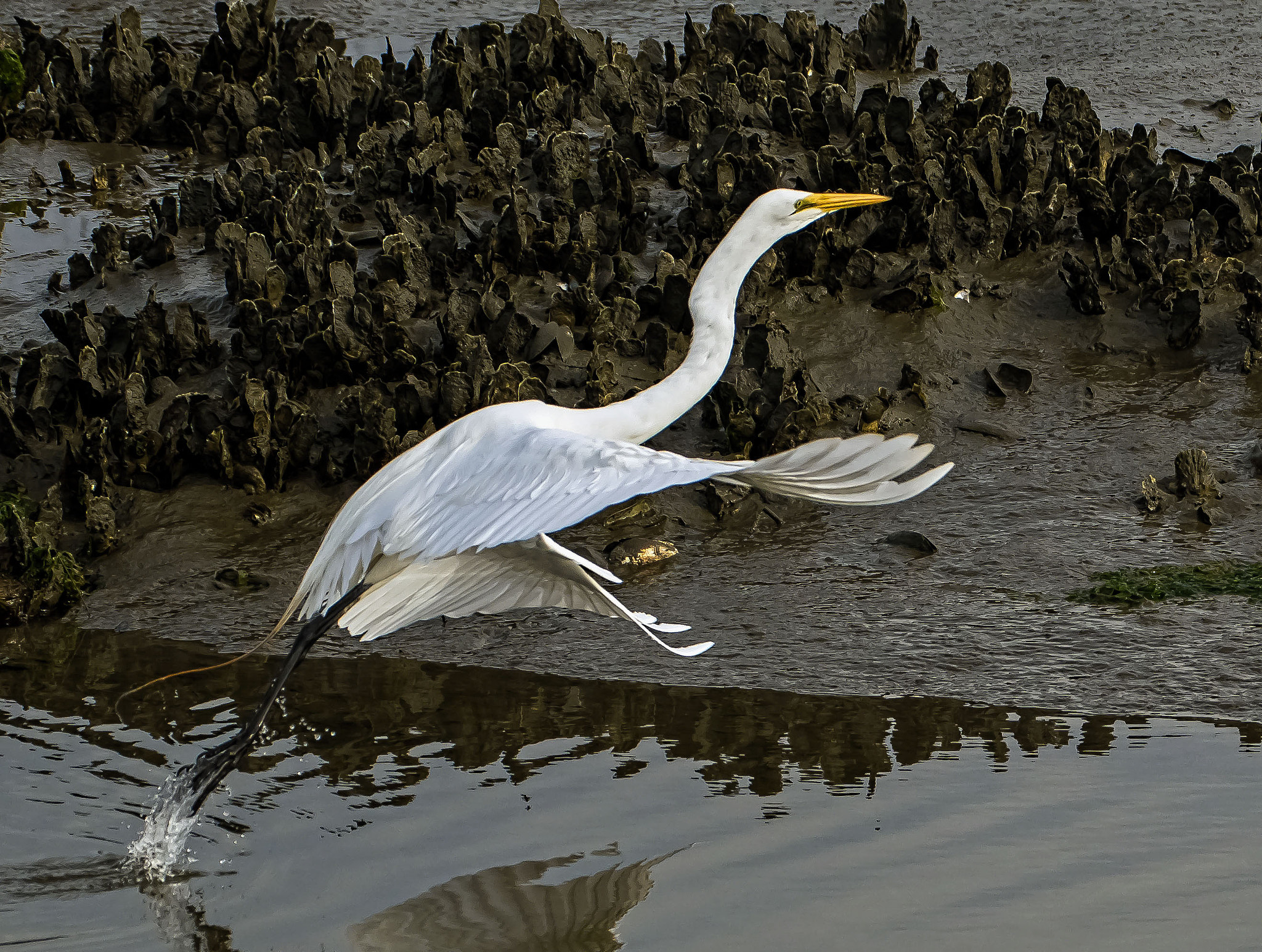 Nikon D500 sample photo. White egret takes off sm photography
