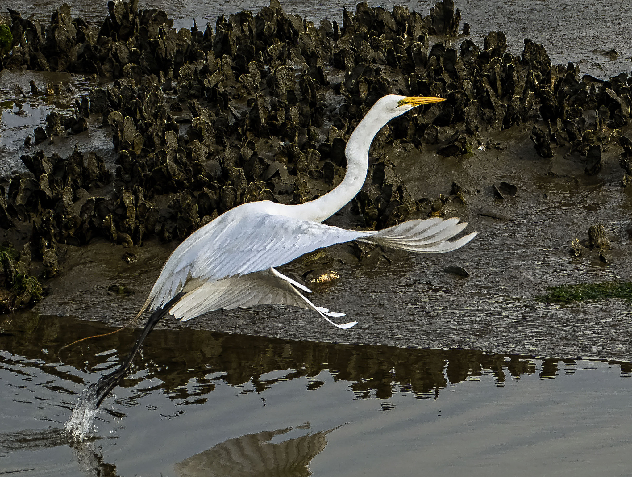 Sigma 50-500mm F4.5-6.3 DG OS HSM sample photo. White egret takes off sm photography
