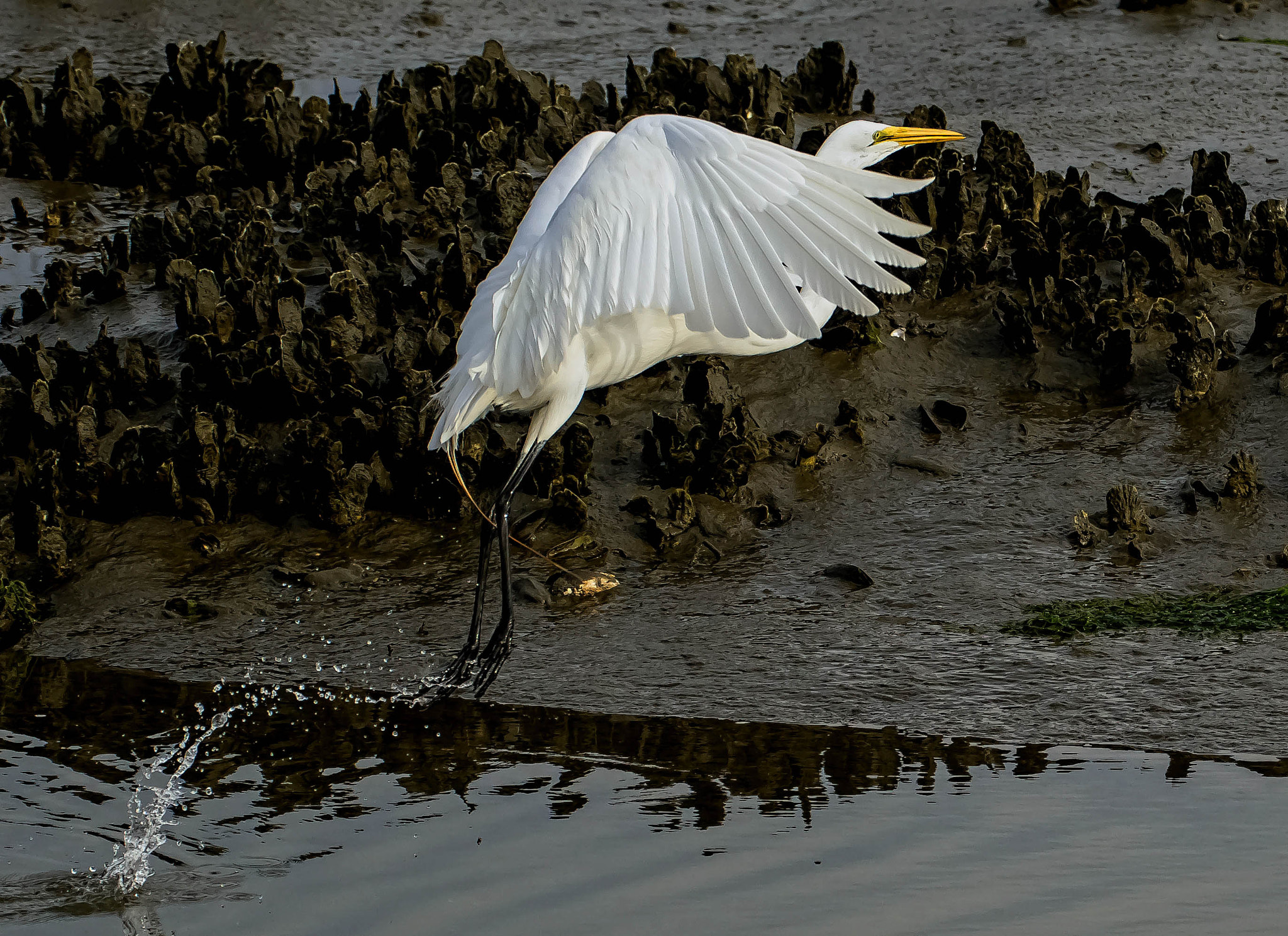 Nikon D500 sample photo. White egret wings folded down with splash sm photography
