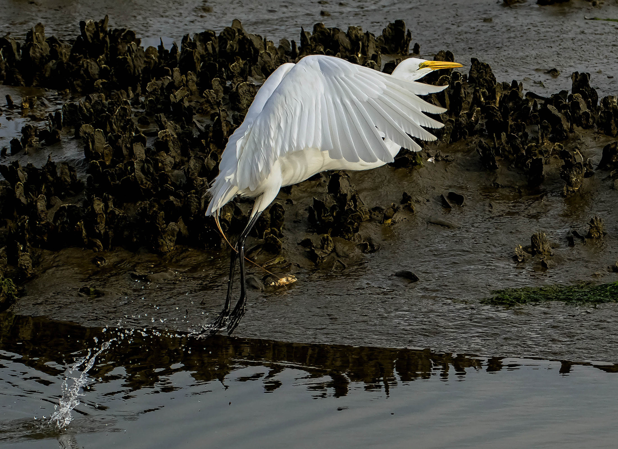 Sigma 50-500mm F4.5-6.3 DG OS HSM sample photo. White egret wings folded down with splash sm photography