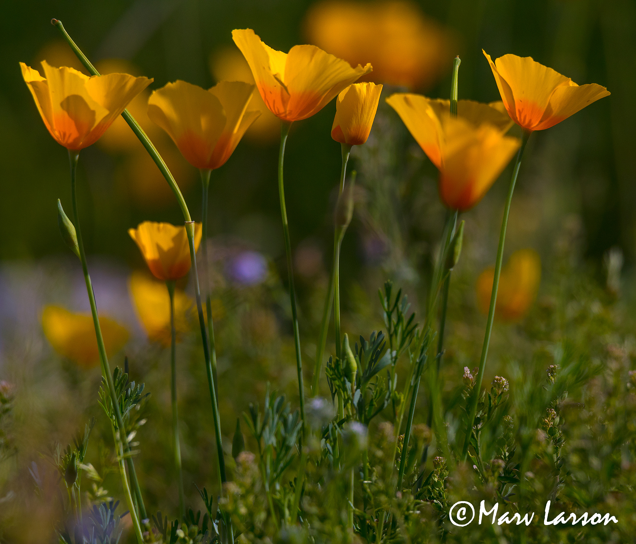 Tamron SP 150-600mm F5-6.3 Di VC USD sample photo. California poppies in arizona photography