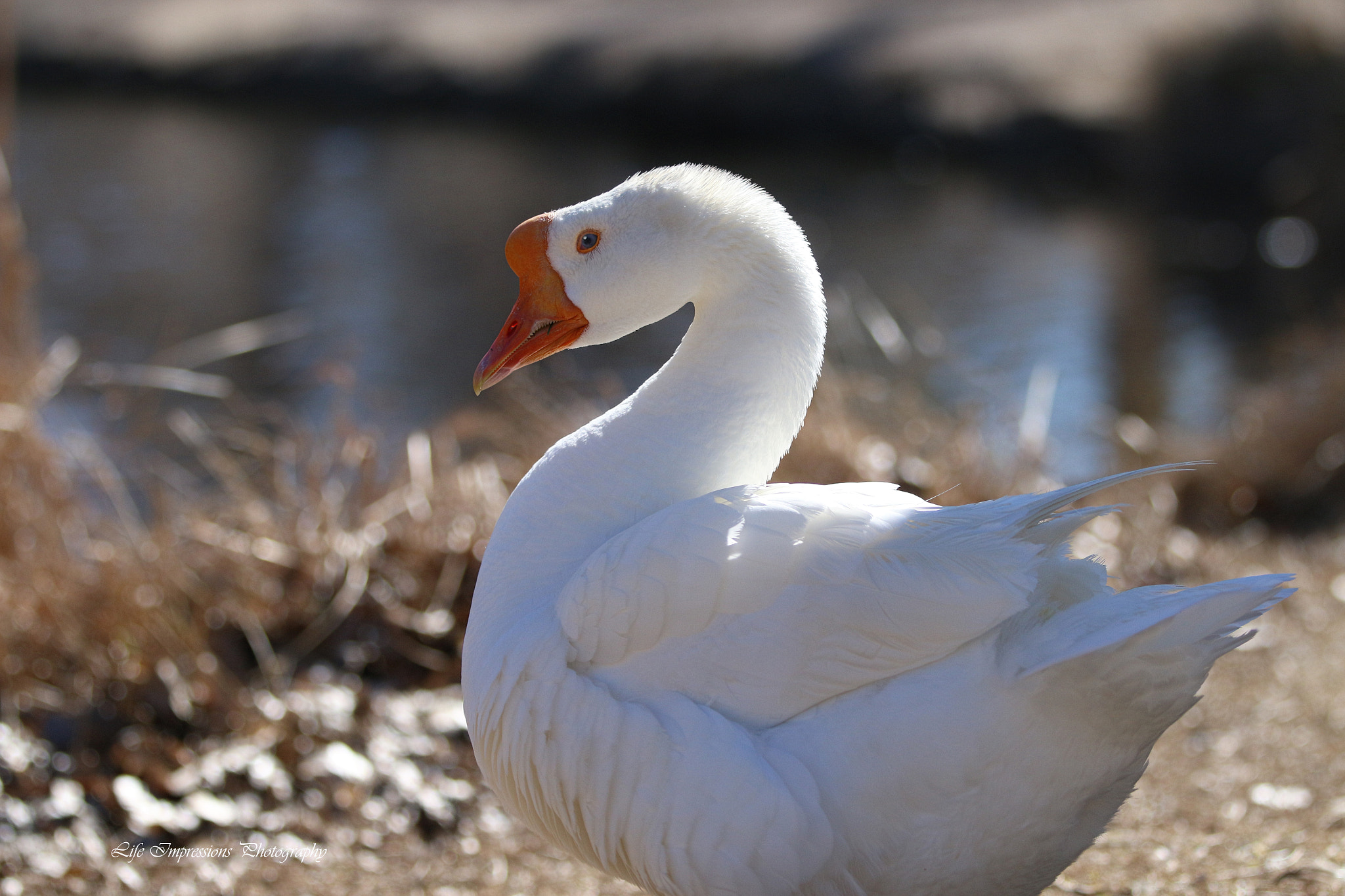 Canon EF 70-200mm F2.8L IS II USM sample photo. Chilling by the water photography
