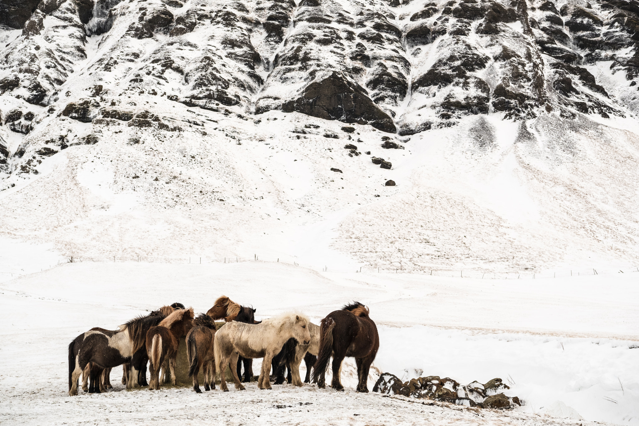 Fujifilm XF 50-140mm F2.8 R LM OIS WR sample photo. Horses in winter in iceland photography
