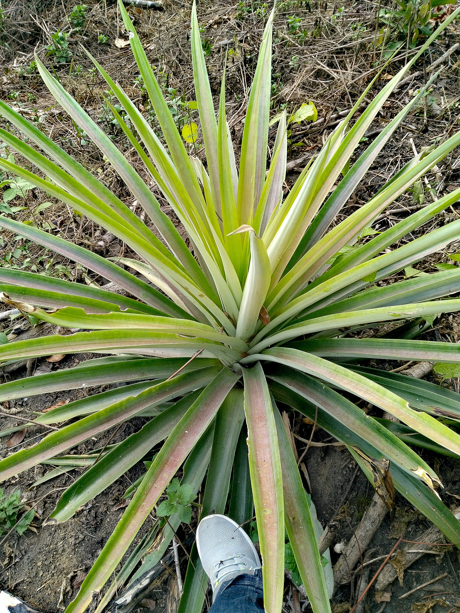 HUAWEI GR5 sample photo. Green photography