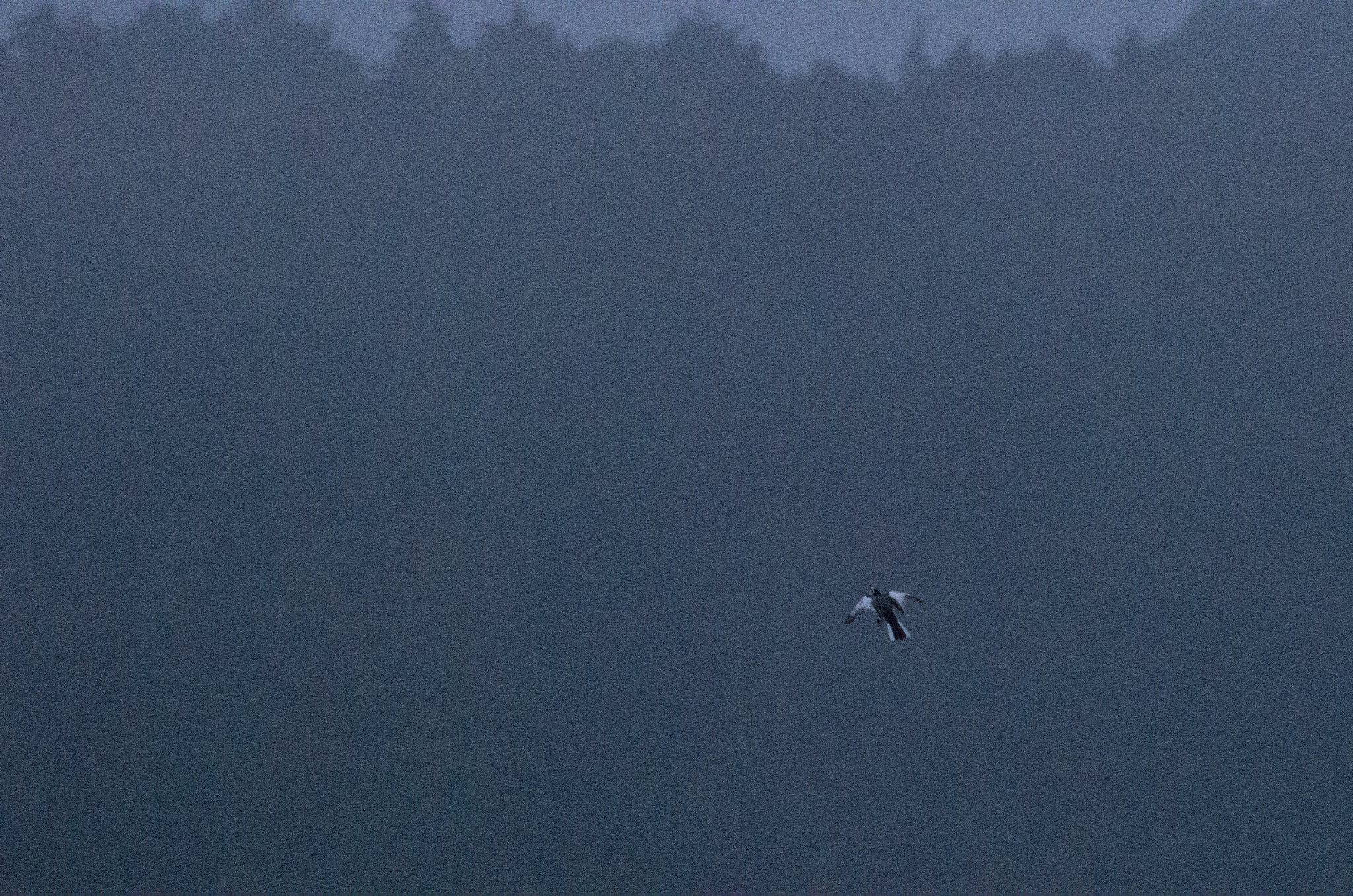 HD Pentax DA 55-300mm F4.0-5.8 ED WR sample photo. Bird in blue photography
