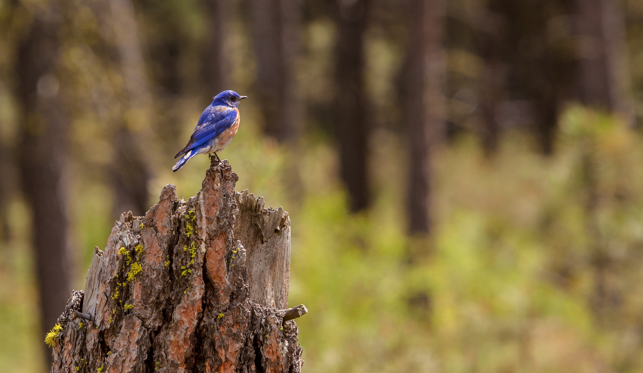 Canon EF 70-200mm F2.8L IS USM sample photo. Bluebird photography