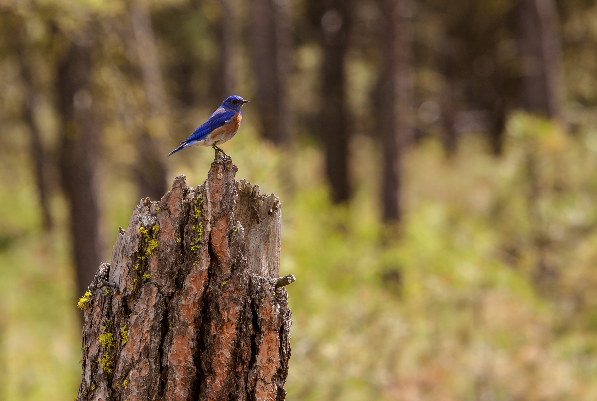 Canon EF 70-200mm F2.8L IS USM sample photo. Bluebird photography