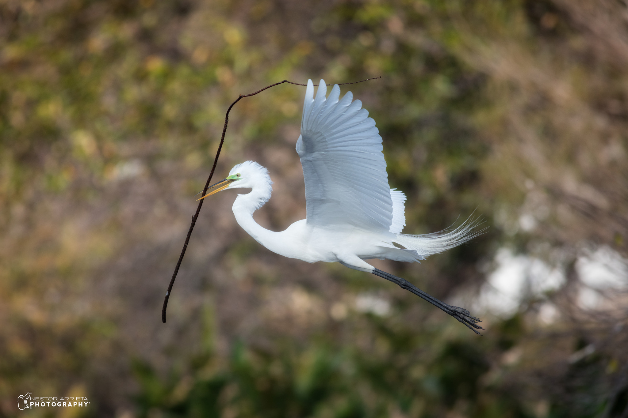 Canon EF 400mm F5.6L USM sample photo. Nest building photography