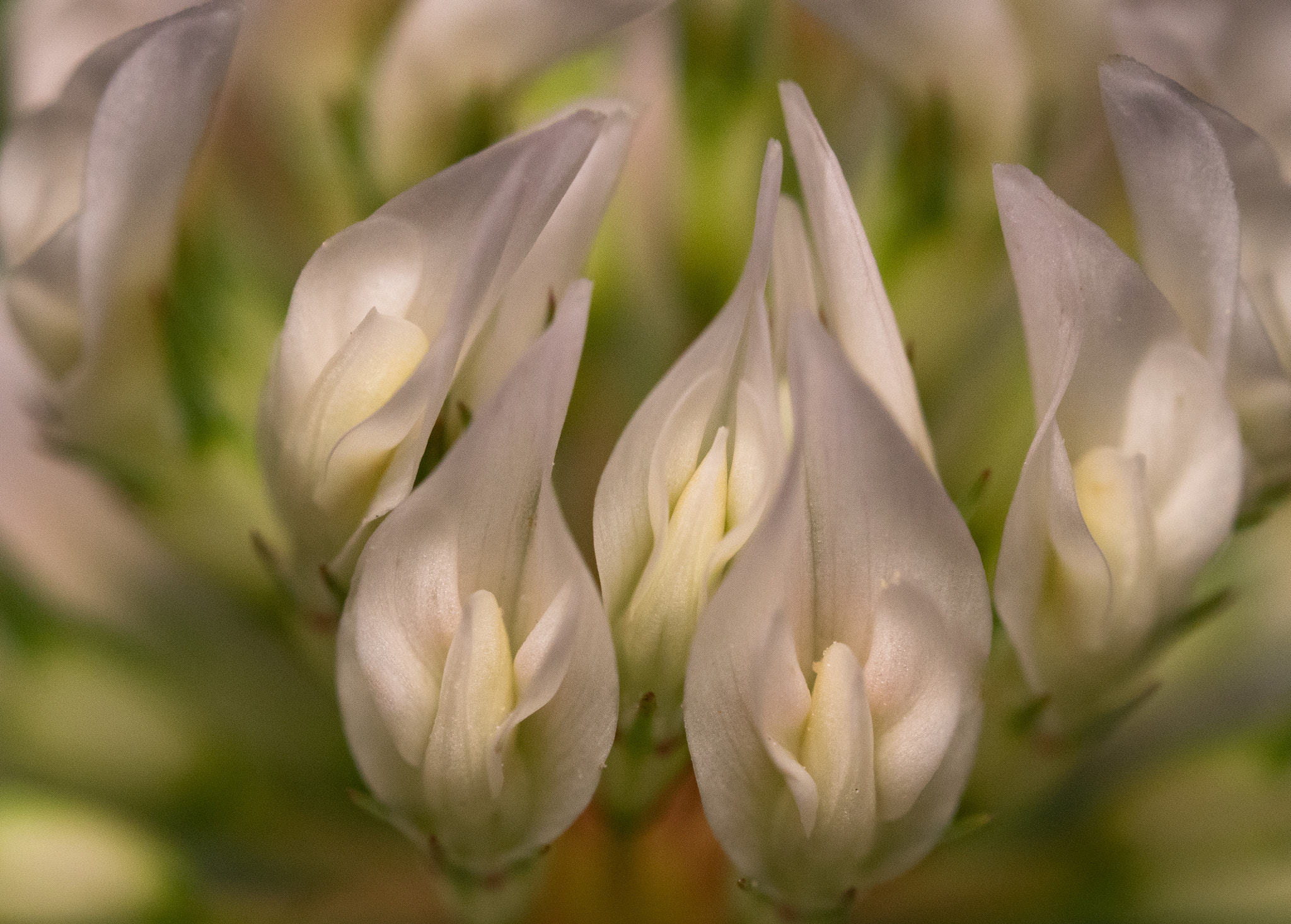 Olympus M.Zuiko Digital ED 60mm F2.8 Macro sample photo. Clover exotica photography
