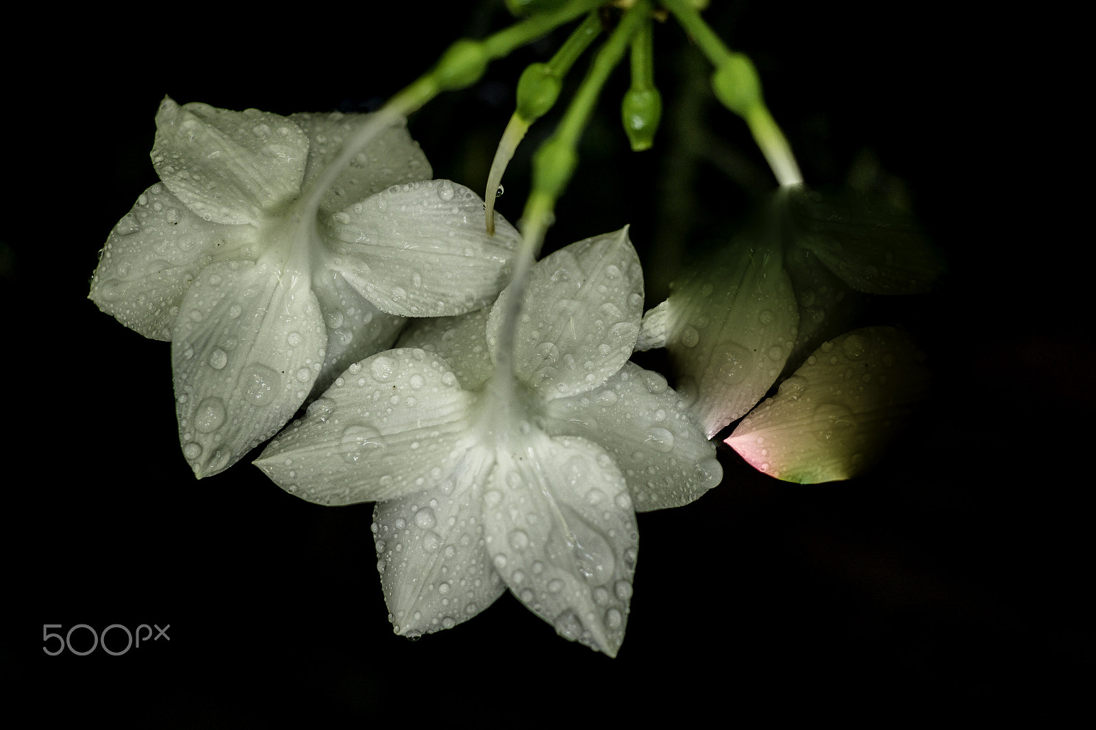 Samsung NX300 + Samsung NX 30mm F2 Pancake sample photo. Wet flowers... photography