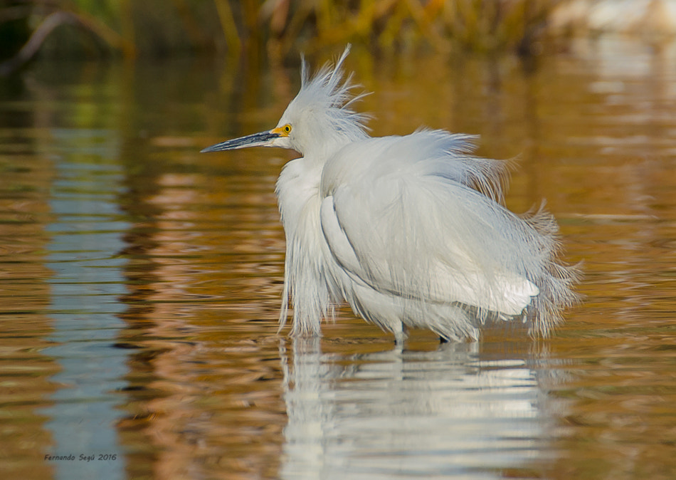 Sigma 50-500mm F4.5-6.3 DG OS HSM sample photo. Snowy egret photography