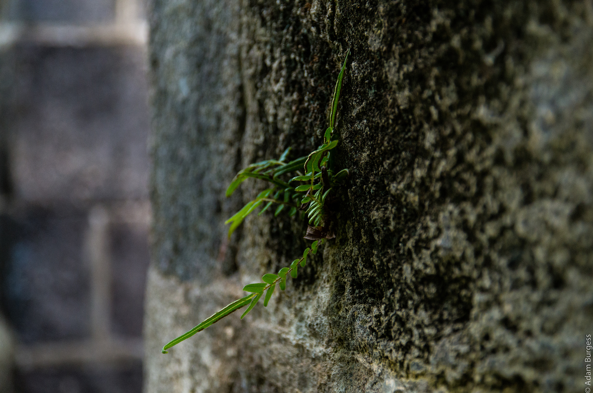 Pentax K-30 + Sigma 17-70mm F2.8-4 DC Macro HSM | C sample photo. Fern photography