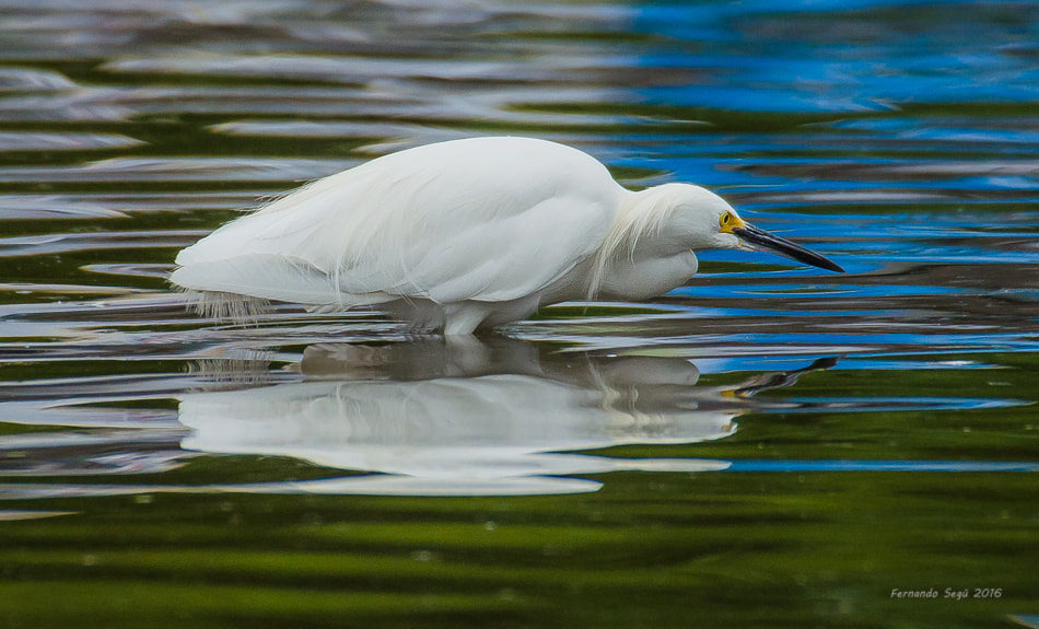 Sigma 50-500mm F4.5-6.3 DG OS HSM sample photo. Snowy egret photography
