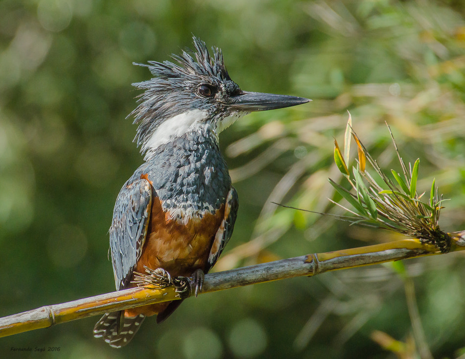 Nikon D7000 + Sigma 50-500mm F4.5-6.3 DG OS HSM sample photo. Ringed kingfisher photography