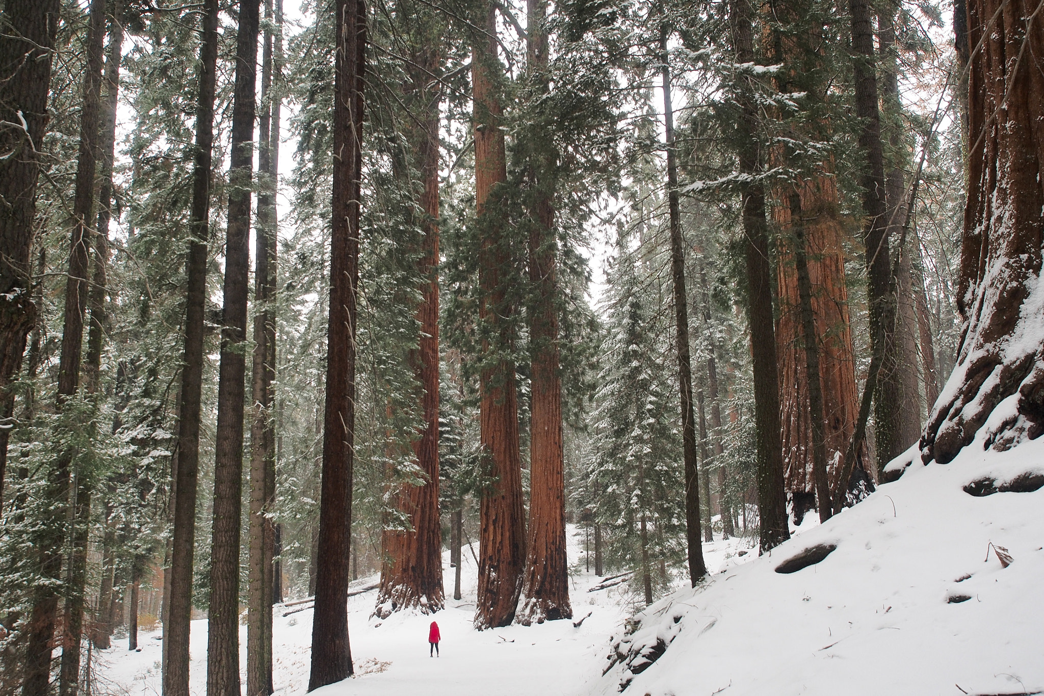 Olympus OM-D E-M5 sample photo. Little girl in a big forrest photography