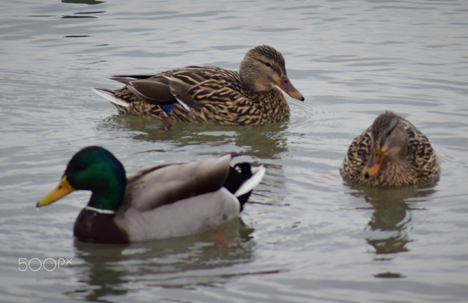 Nikon D3300 sample photo. Mallard ducks swimming photography