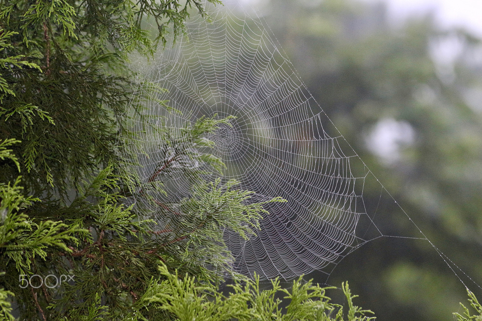 Canon EF 70-300mm F4-5.6 IS USM sample photo. Spiders traps photography