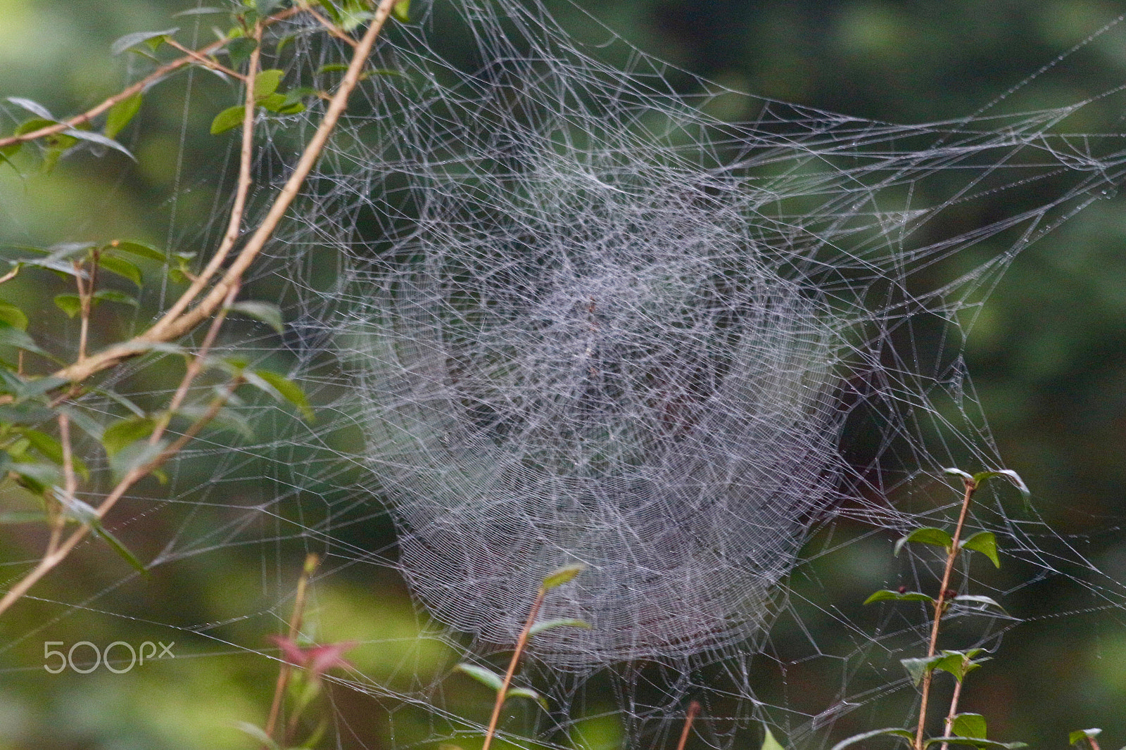 Canon EF 70-300mm F4-5.6 IS USM sample photo. Spiders traps photography