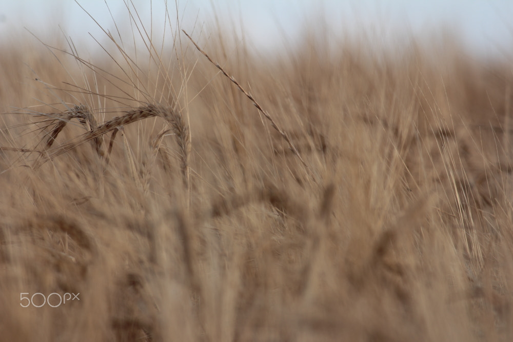 Canon EOS 60D sample photo. Joe's wheat field photography