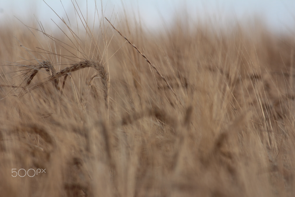 Canon EF-S 55-250mm F4-5.6 IS sample photo. Joe's wheat field photography
