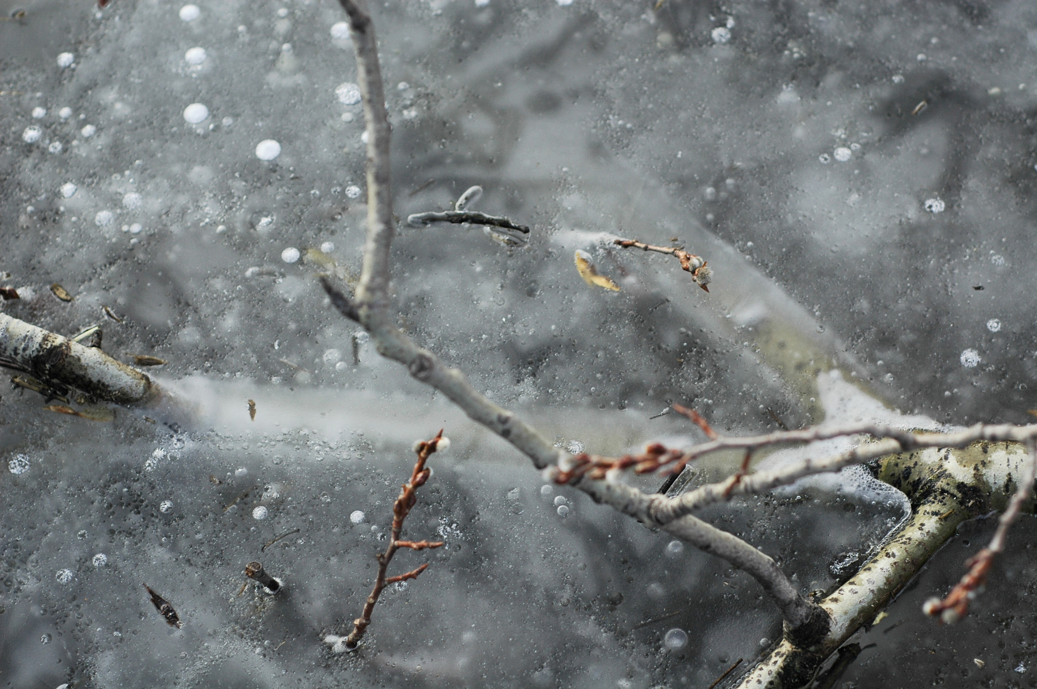 Nikon D70s + Nikon AF Nikkor 50mm F1.8D sample photo. "trapped under ice" photography