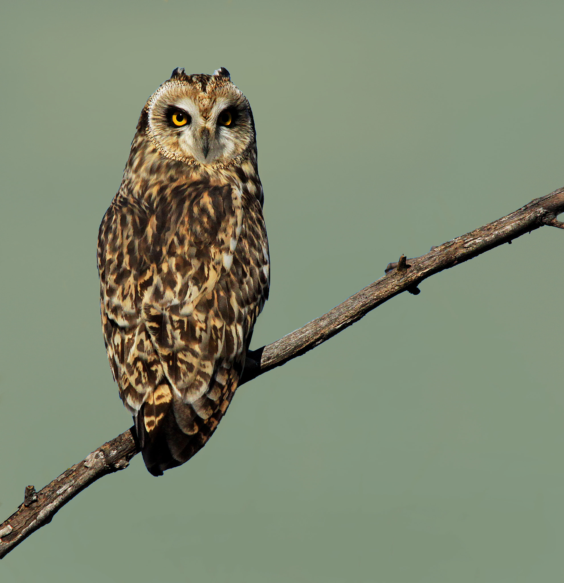 Sigma 150-500mm F5-6.3 DG OS HSM sample photo. Short eared owl photography