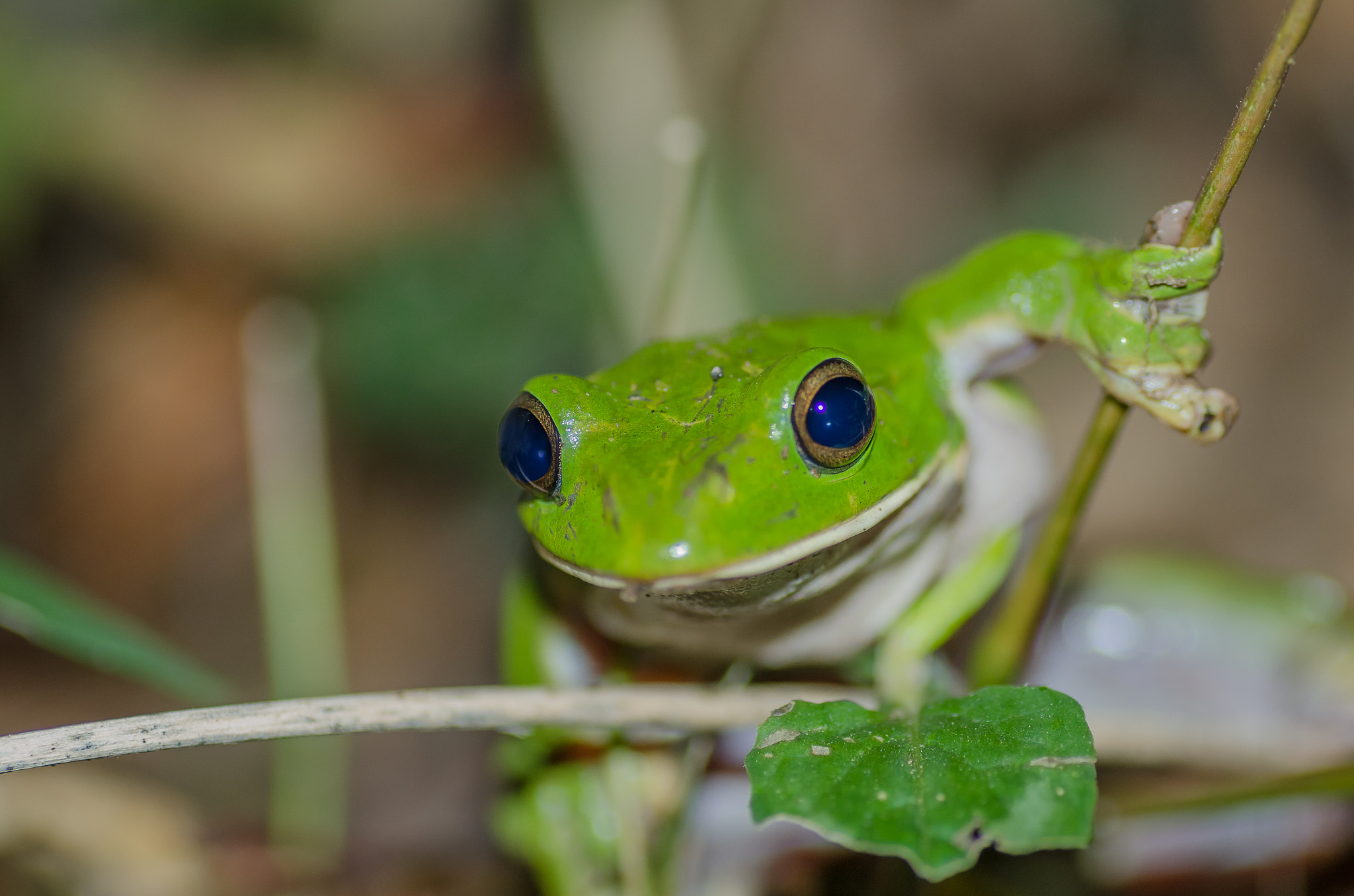 Nikon D7000 sample photo. Blue eyed green tree frog photography