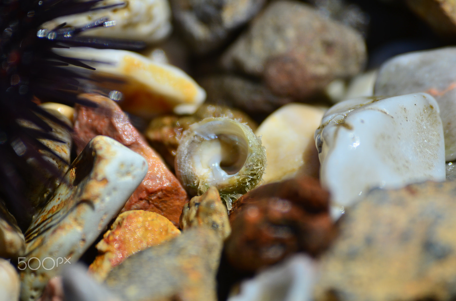 Sigma 70-300mm F4-5.6 APO DG Macro sample photo. Denizkestanesi photography