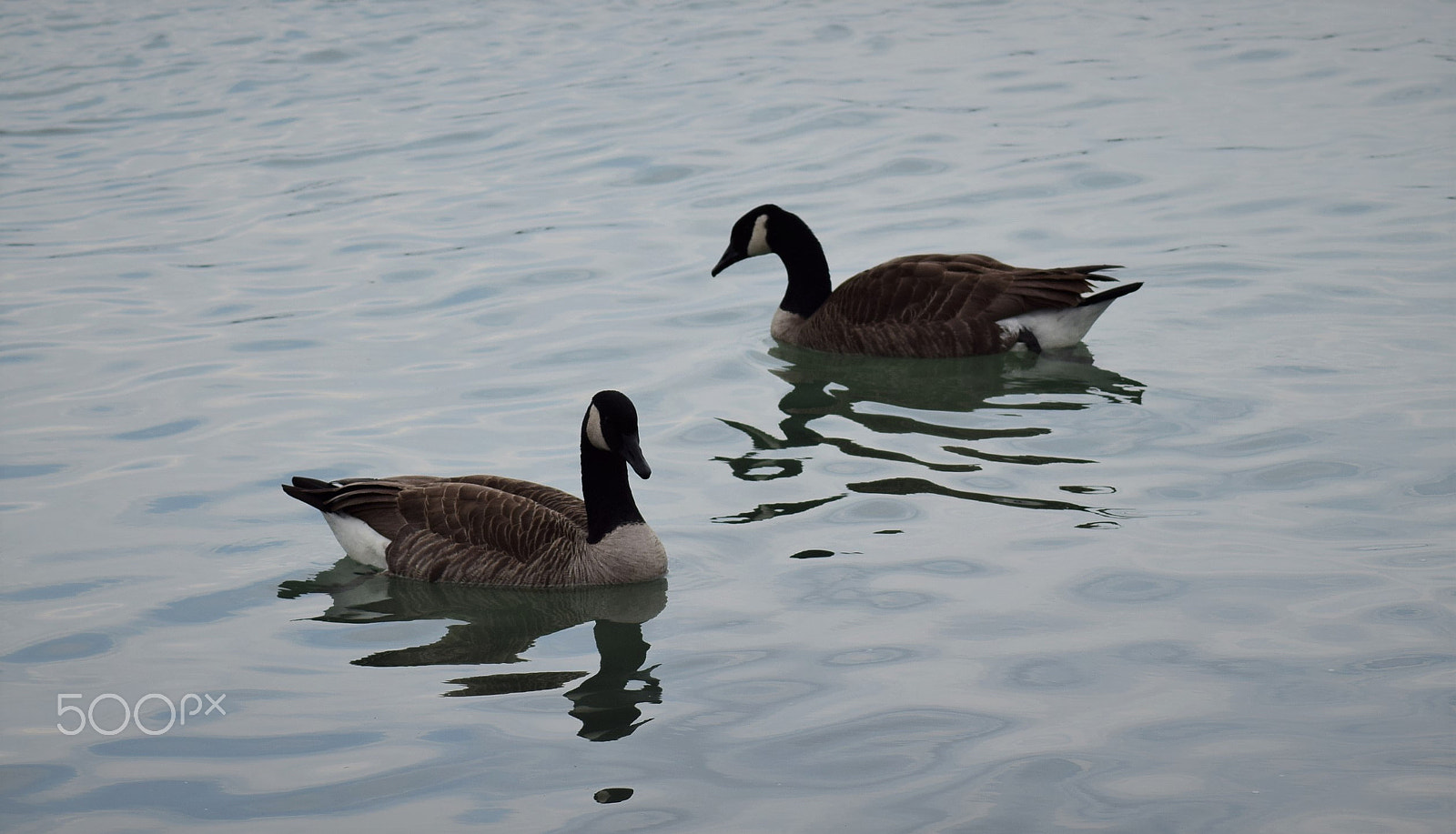 Tamron AF 70-300mm F4-5.6 Di LD Macro sample photo. Canada geese photography
